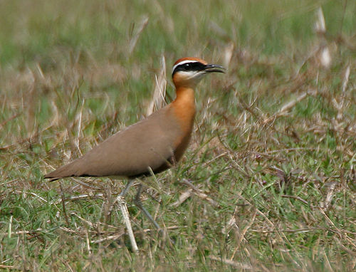 Indian courser